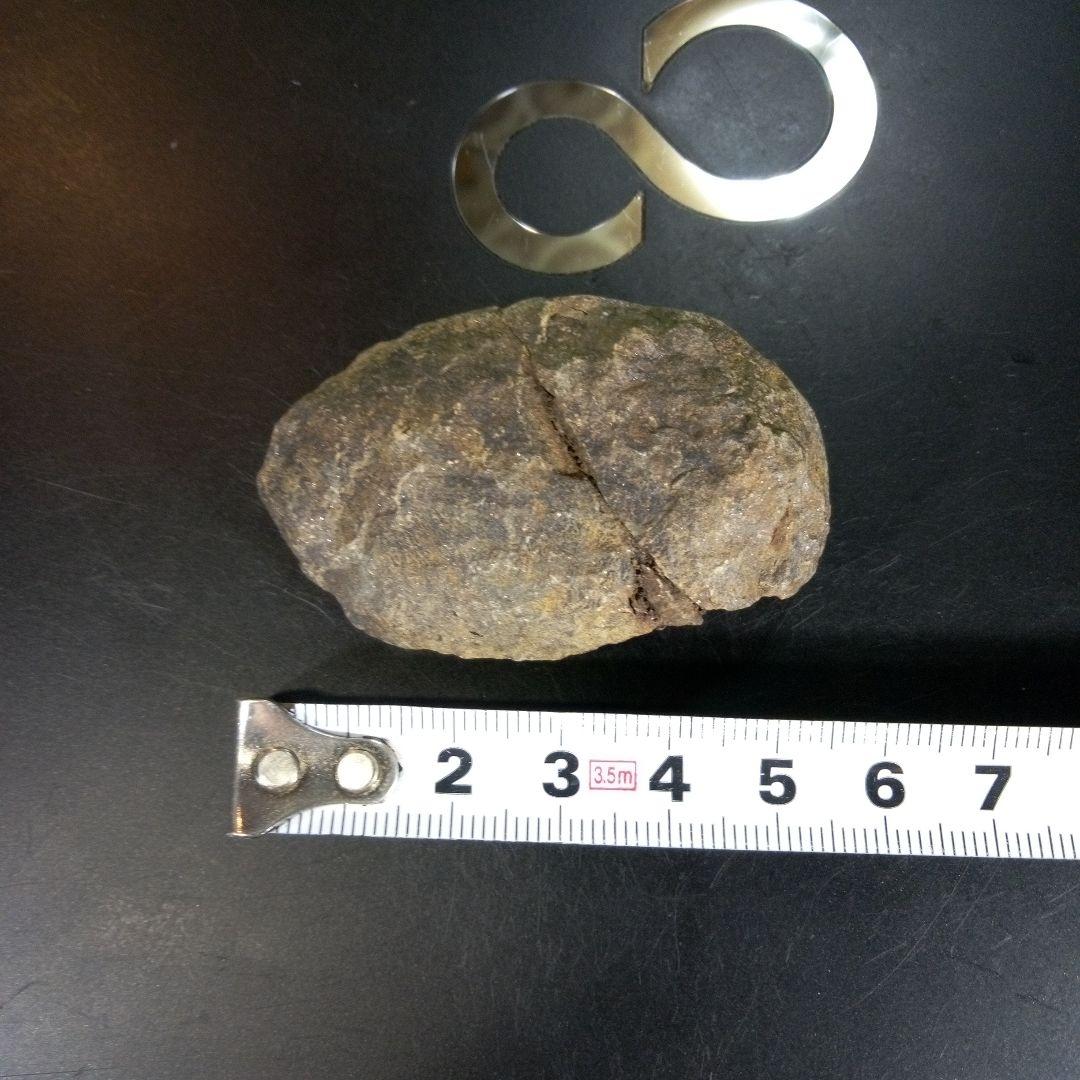 三葉虫　化石　ボリビア産　南アメリカ　trilobite　Bolivia三葉虫⑧