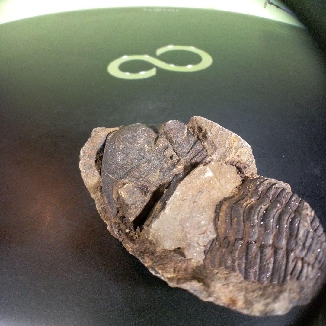 三葉虫　化石　ボリビア産　南アメリカ　trilobite　Bolivia三葉虫⑧