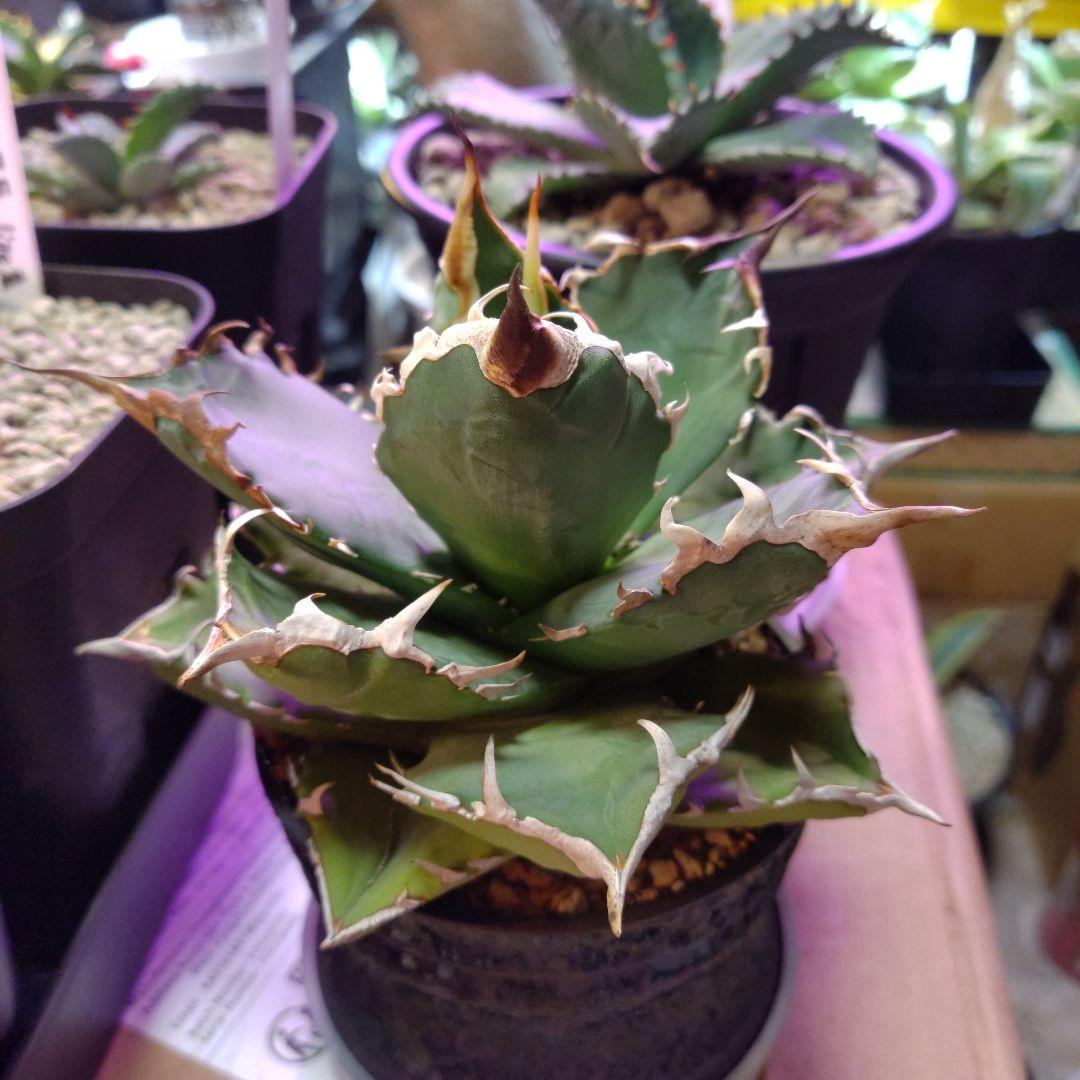 チ*ン様 アガベ 　九尾狐①　鉢ごと匿名発送！