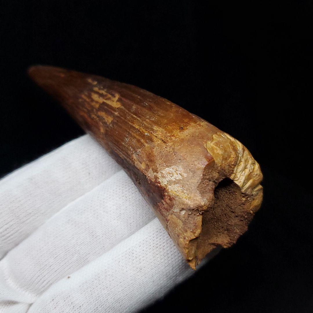 美品 スピノサウルス 本物 モロッコ産 82.41mm  sp430