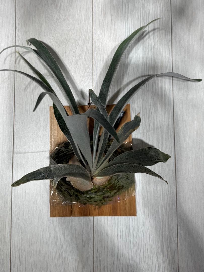 P.veitchii cv Auburn  spor中サイズ株