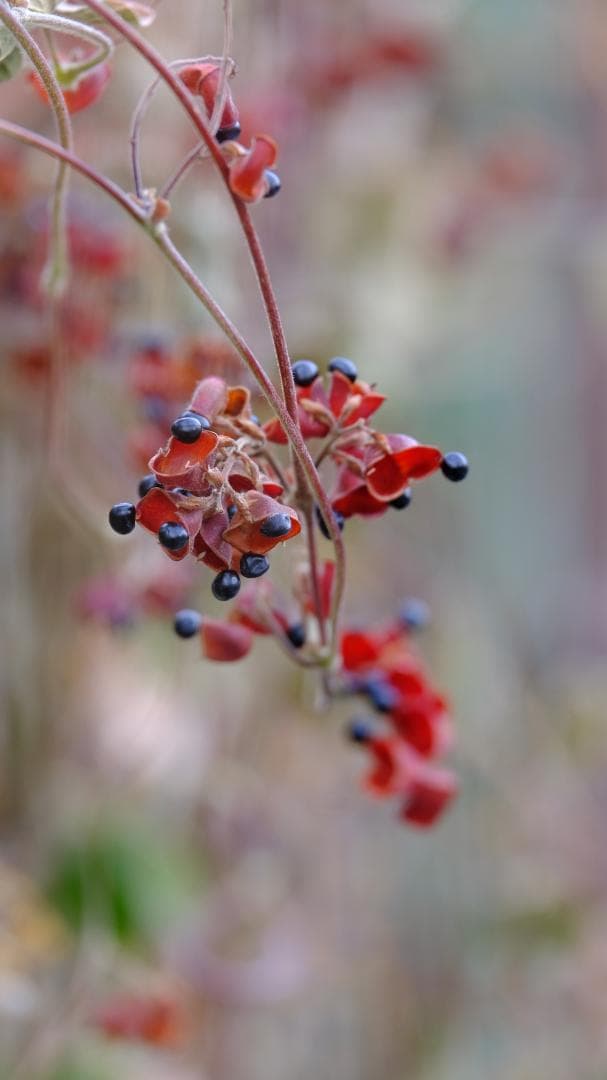 MA-SAN 専用　FUJI 富士フィルム　　X-T20　本体　　XC　ズーム