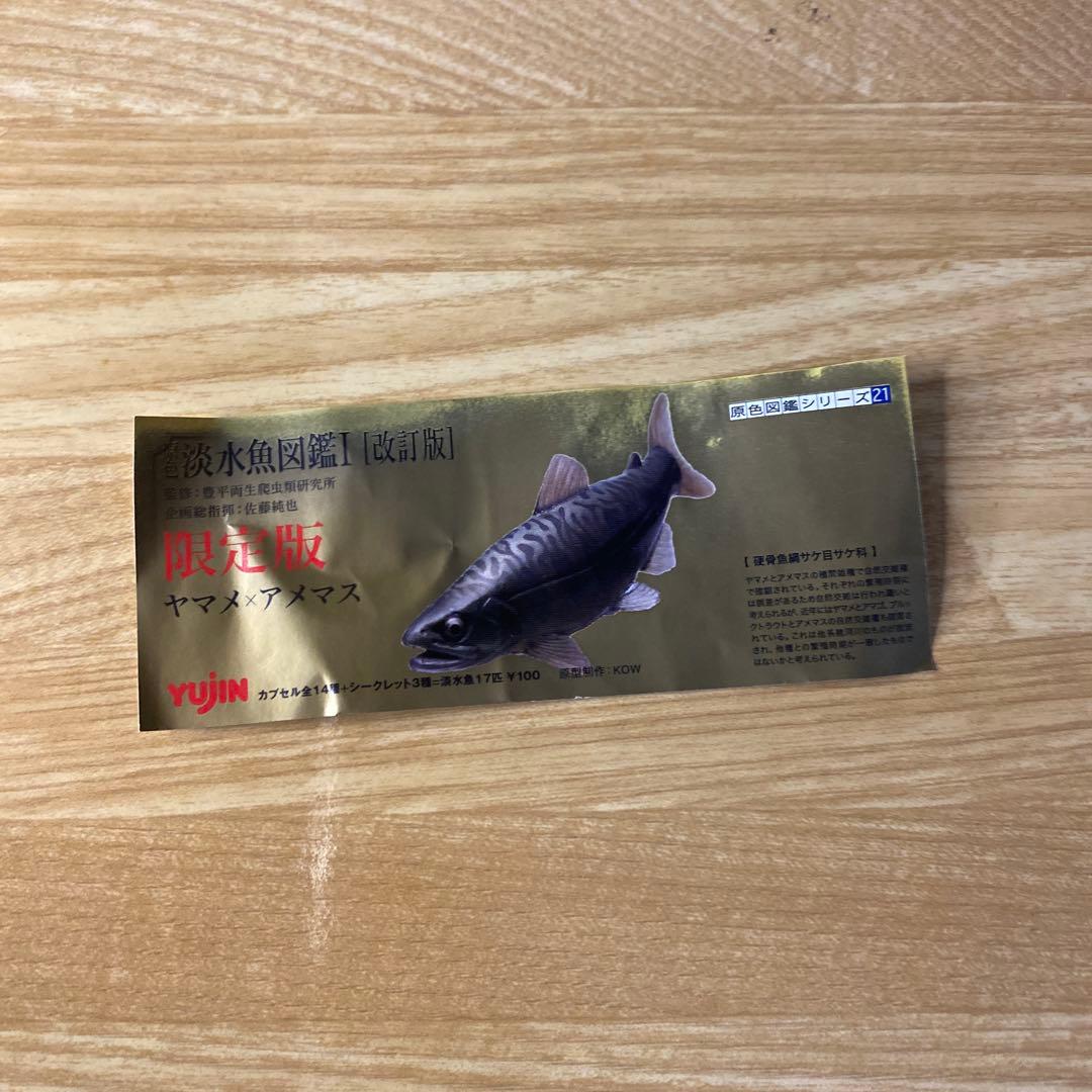 【未使用】YUJIN 原色　淡水魚図鑑Ⅰ 改訂版　ヤマメ　× アメマス